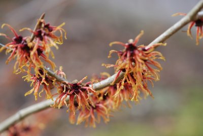 Hamamelis x intermedia - vilín prostřední - větévka s květy